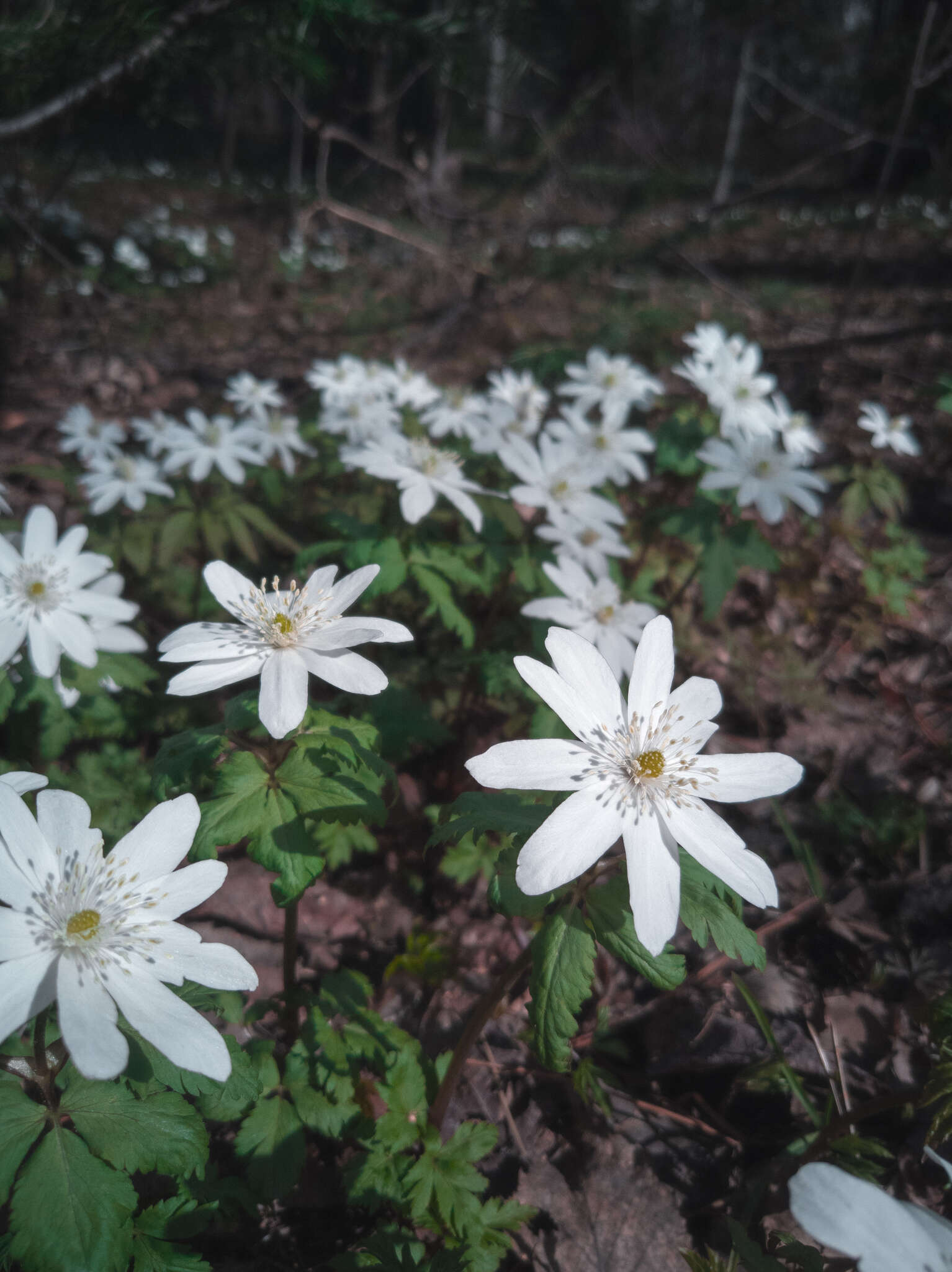 Anemone altaica Fisch. ex C. A. Mey.的圖片