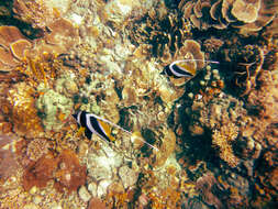 Image of Bannerfish