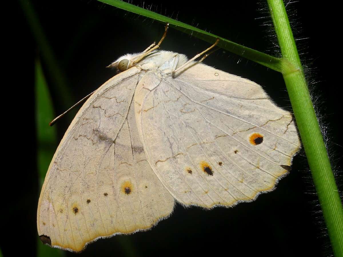 Plancia ëd Junonia atlites Linnaeus 1763