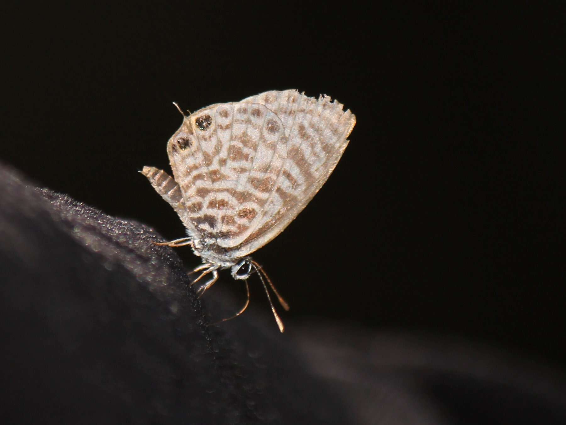 Image of Leptotes plinius