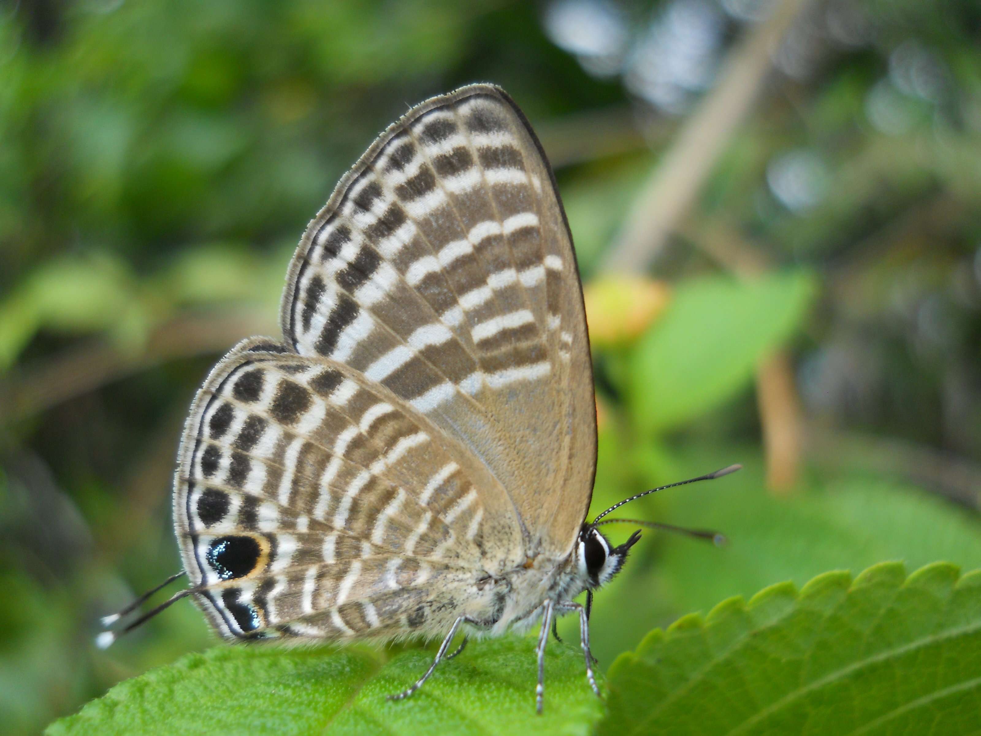 Image of Nacaduba angusta (H. Druce 1873)