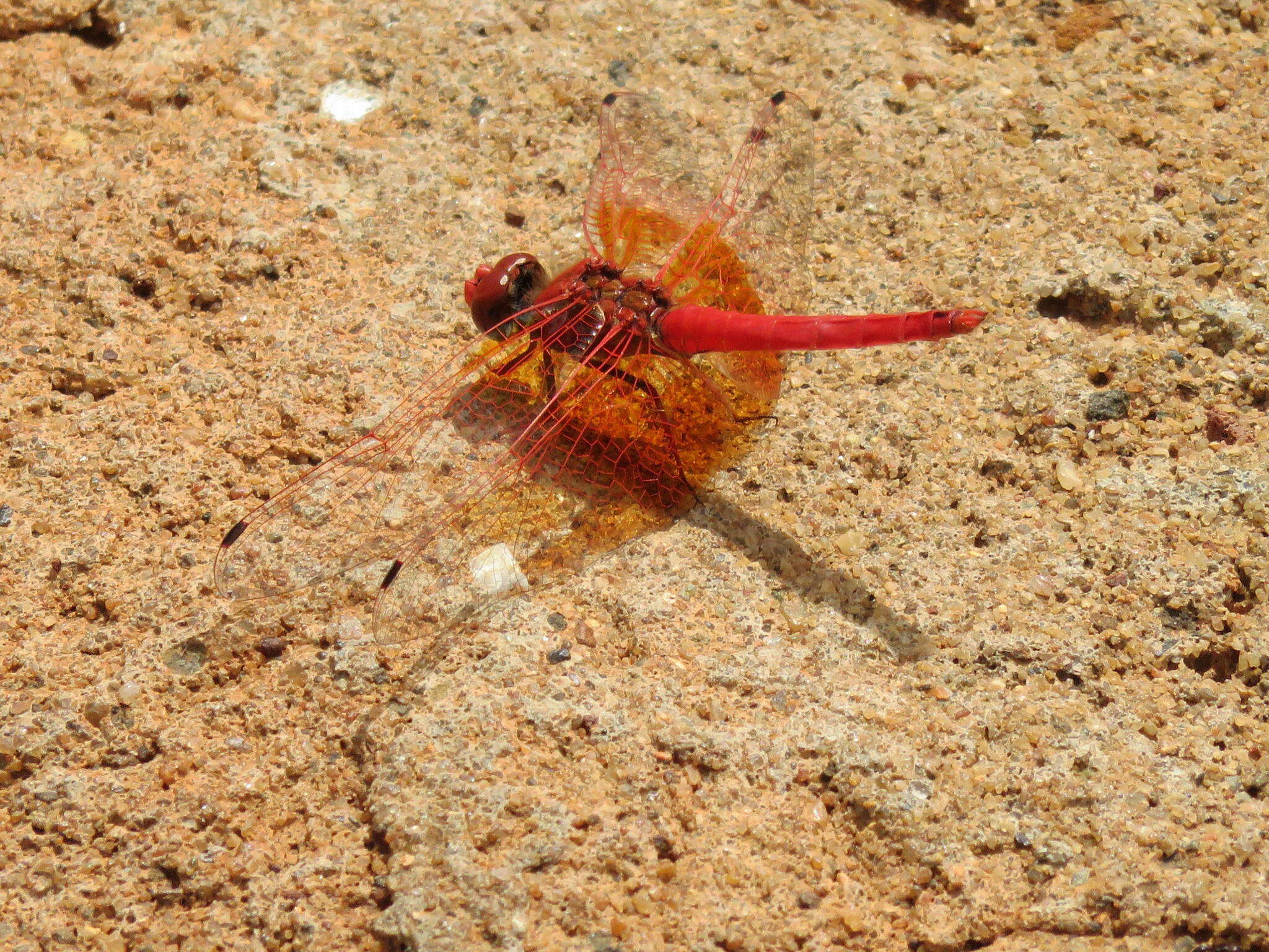 Imagem de <i>Trithemis kirbyi ardens</i> Gerstaecker 1891