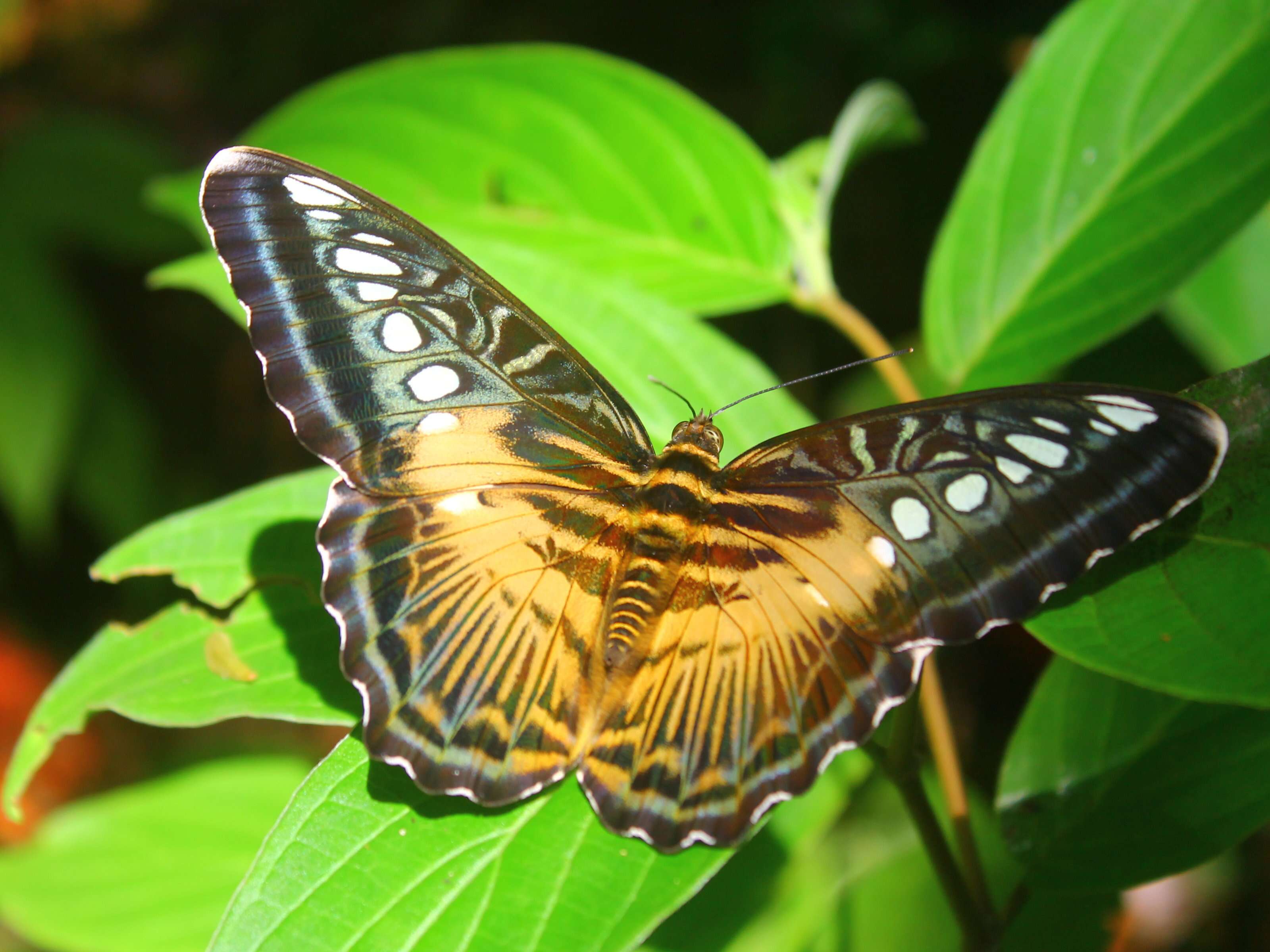 Imagem de Parthenos sylvia