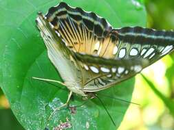 Imagem de Parthenos sylvia