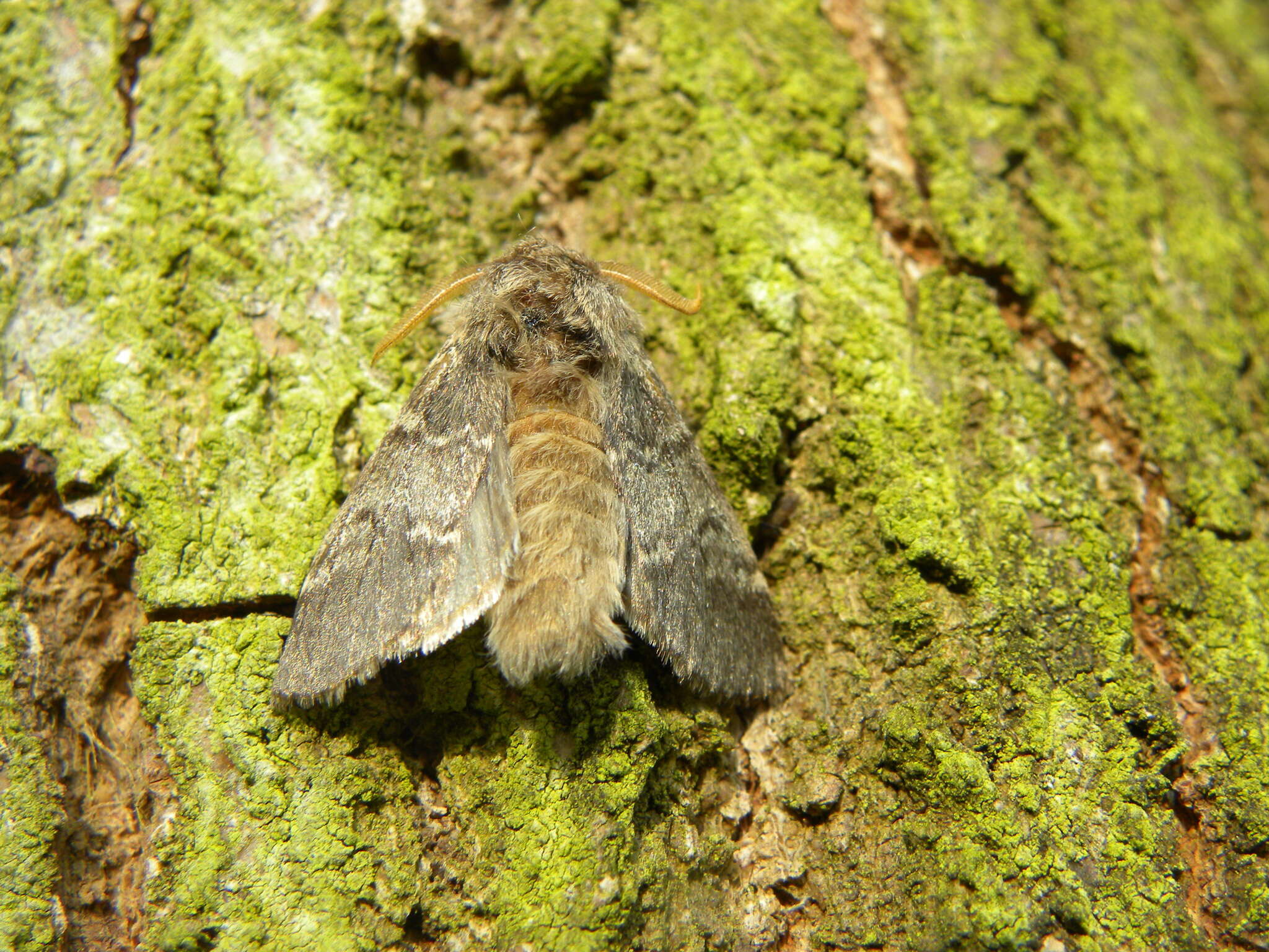 Слика од Drymonia ruficornis Hüfnagel. 1766