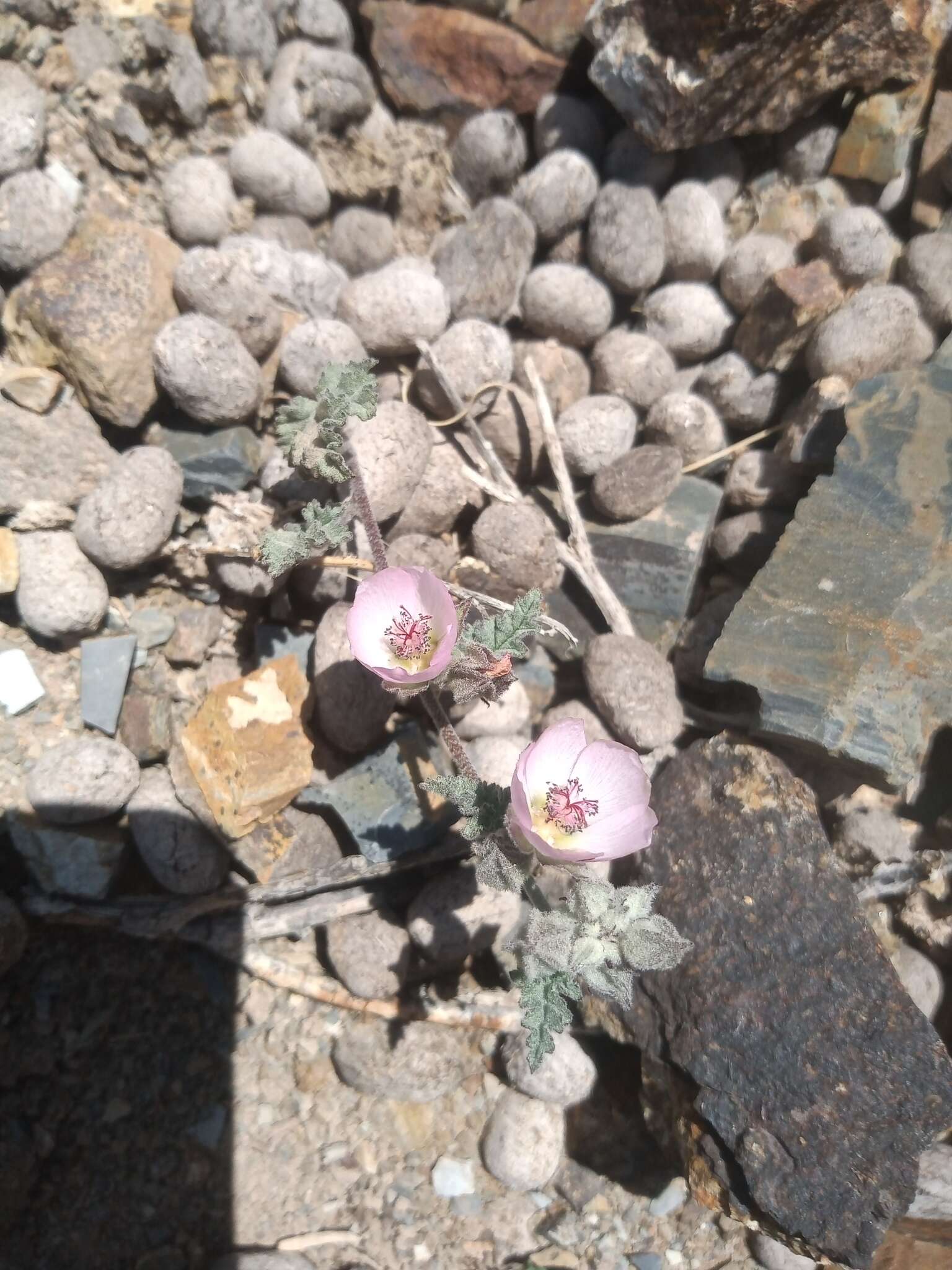 Image of Sphaeralcea philippiana Krapov.