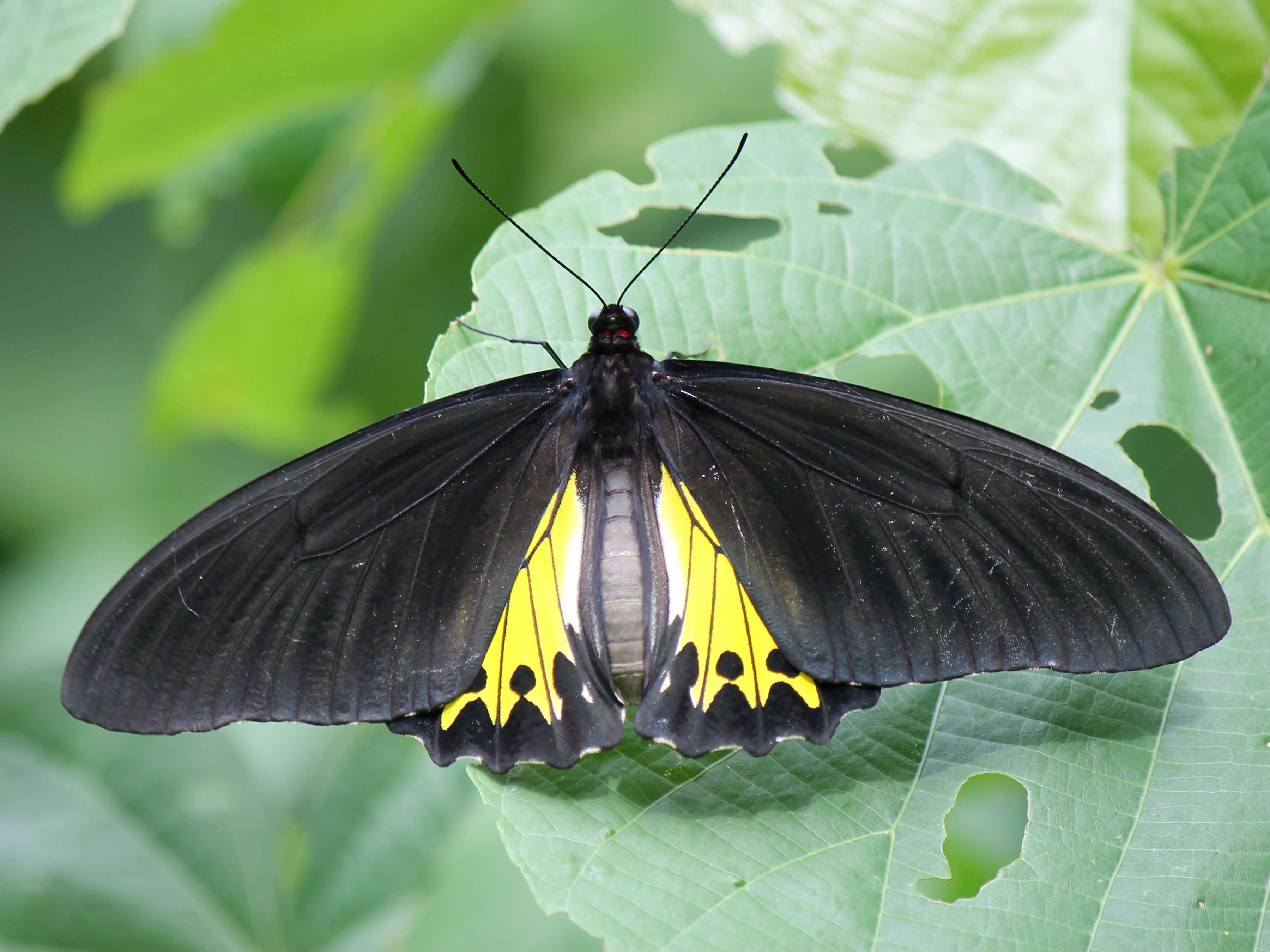 Troides helena (Linnaeus 1758) resmi