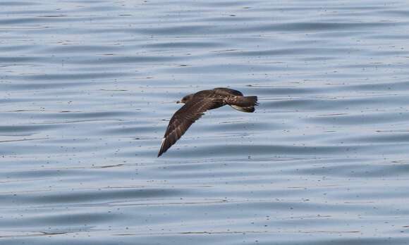 Image of Long-tailed Jaeger