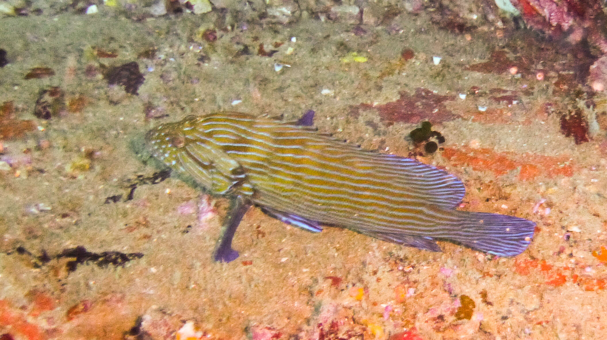 Image of Blue-lined Rock Cod