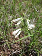 Image of Oklahoma beardtongue