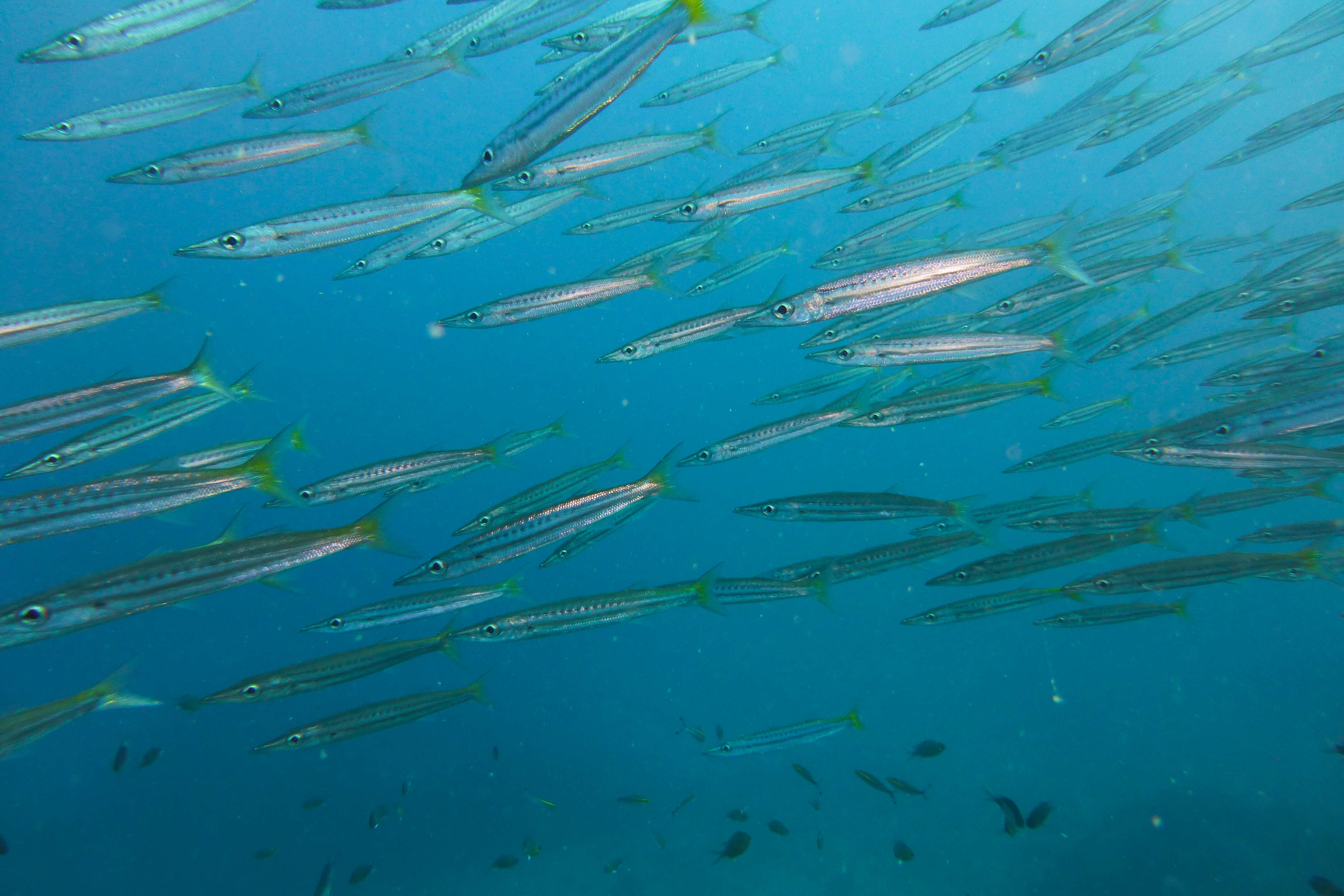 Image of Yellowtail barracuda