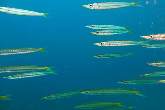 Image of Yellowtail barracuda