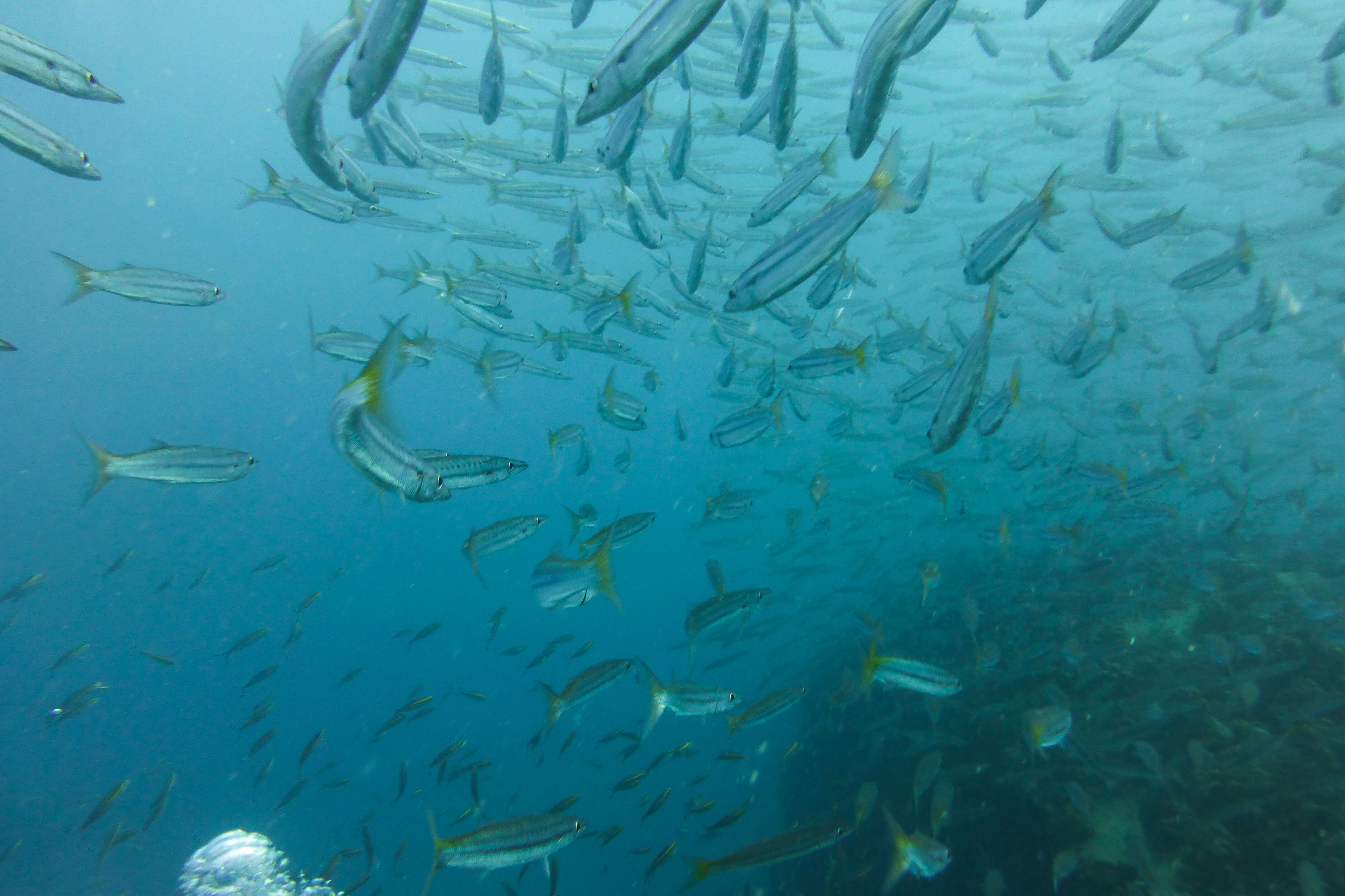 Image of Yellowtail barracuda