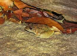 Image of rufous frog