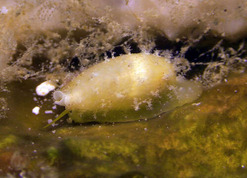 Image of Bistolida stolida kwajaleinensis (P. Martin & Senders 1983)