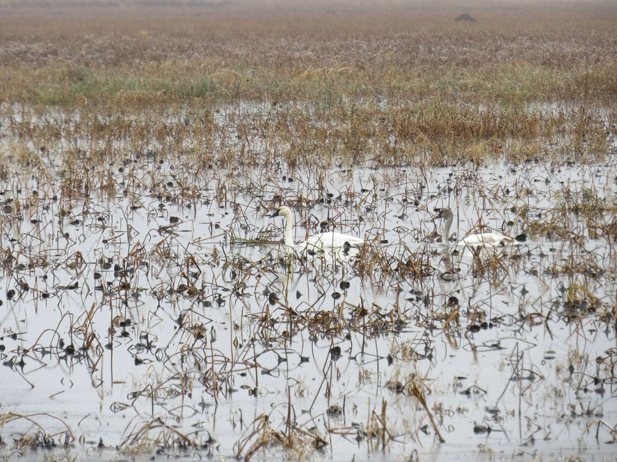 Image of Trumpeter Swan