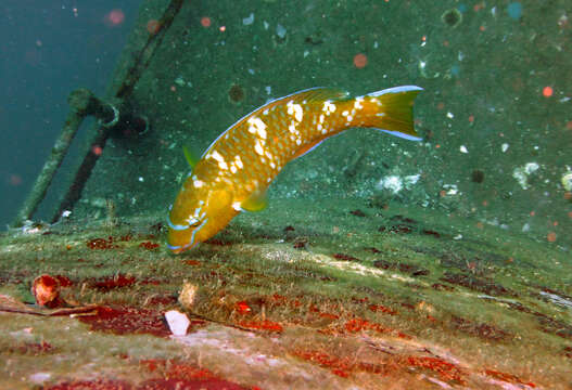 Image of Blue Trim Parrotfish