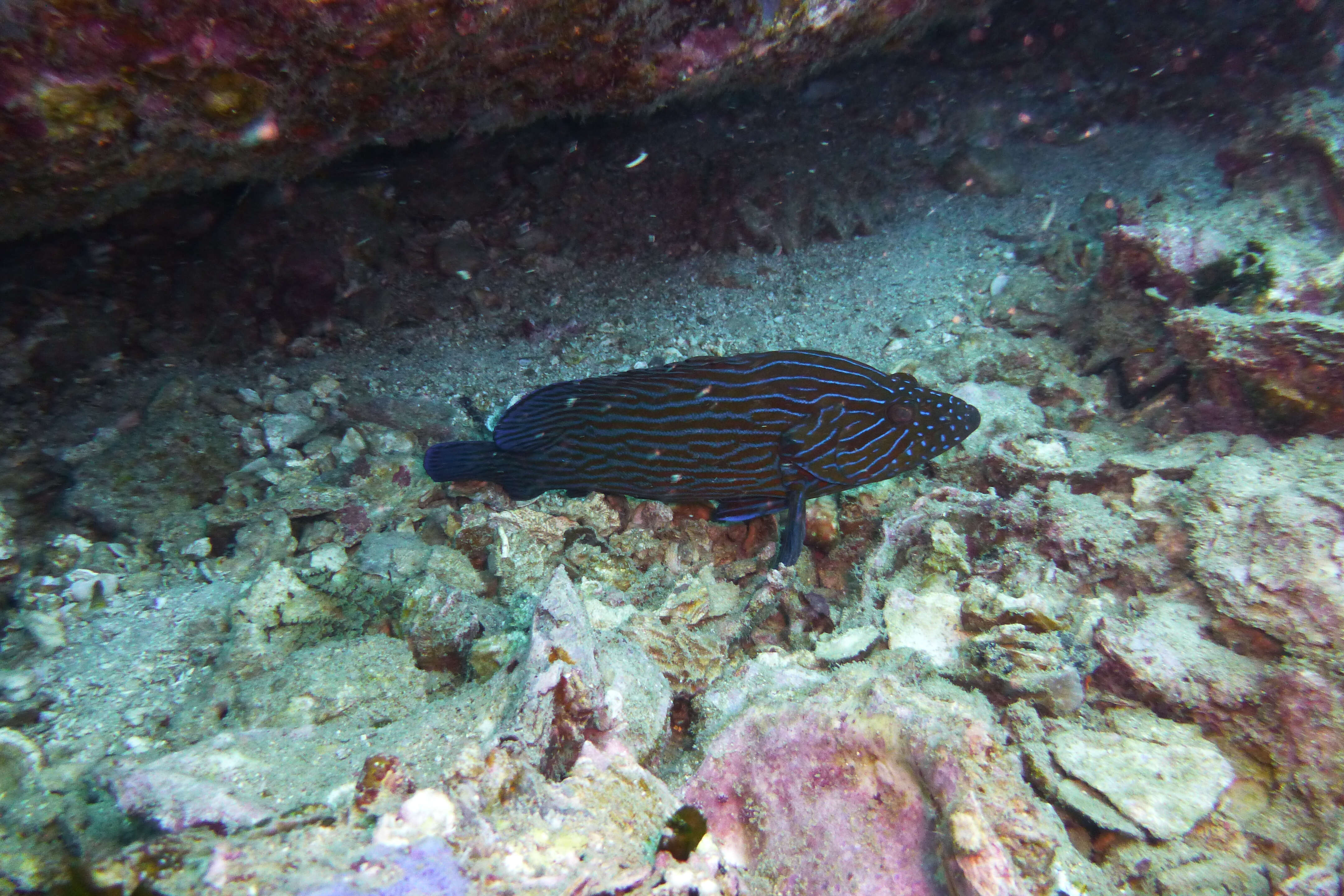 Image of Blue-lined Rock Cod