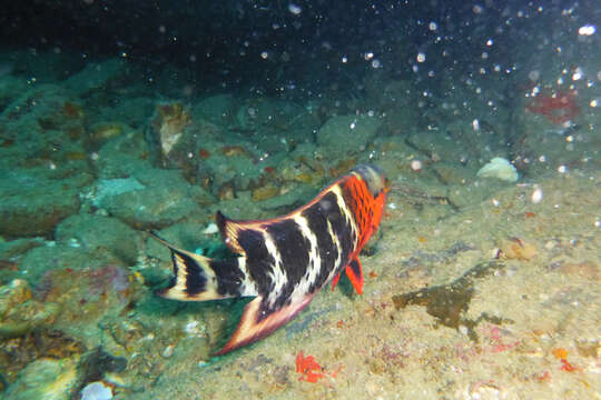 Image of Banded maori wrasse