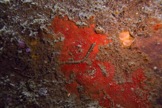 Image de Poisson-pipe annelé