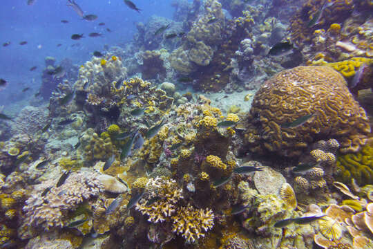 Image of Boulder Brain Coral