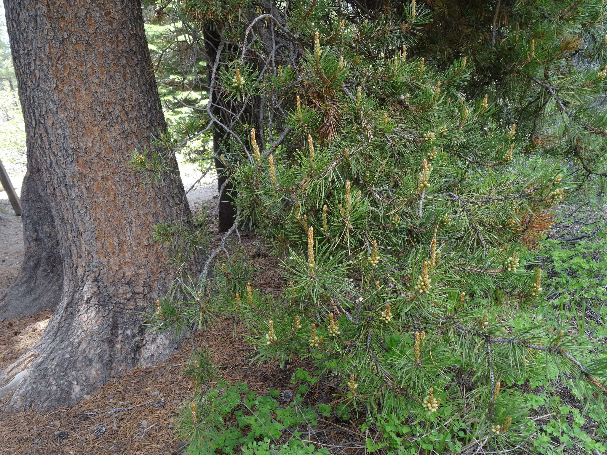 Imagem de Pinus contorta Douglas ex Loudon