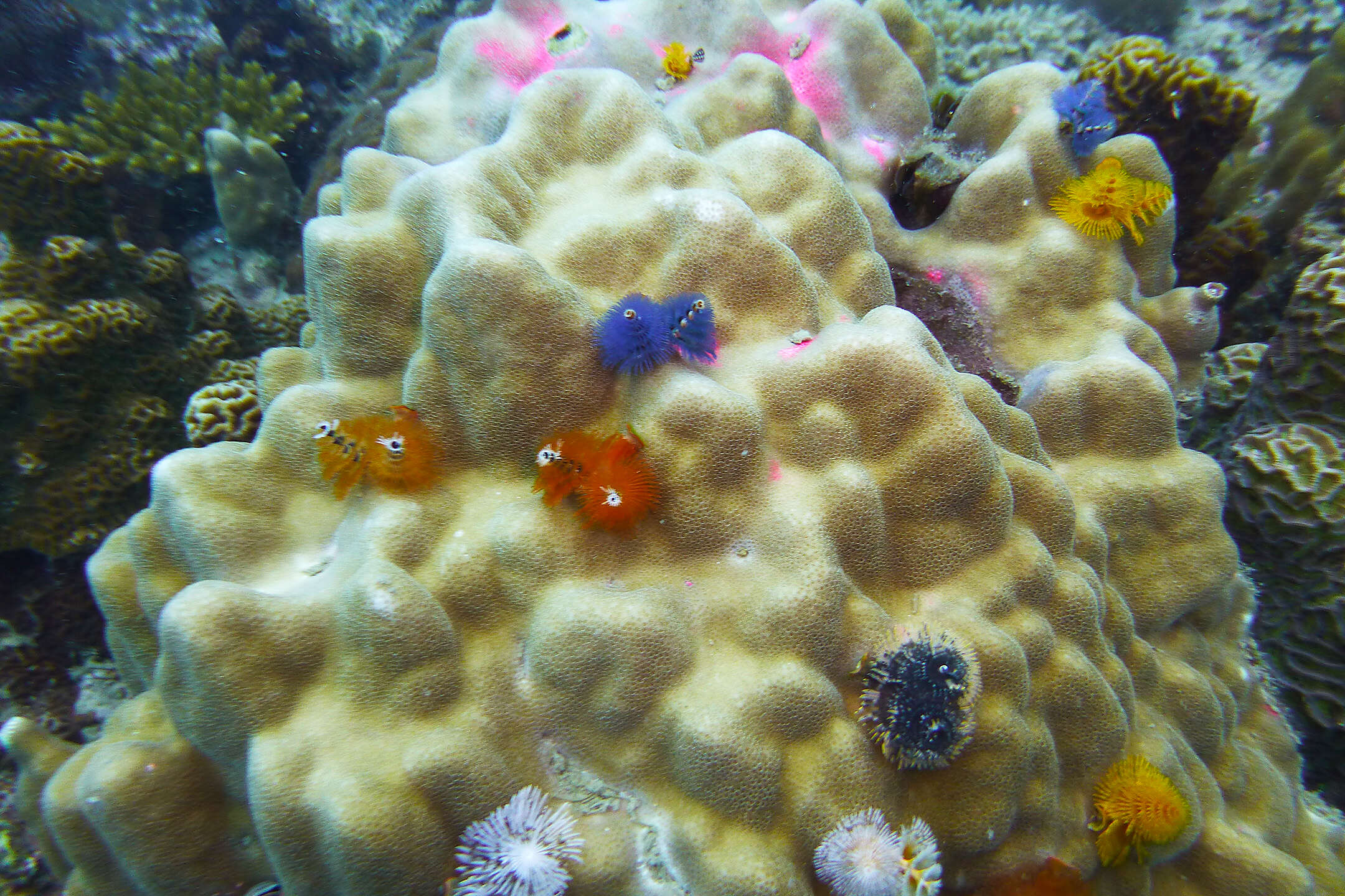 Image of Christmas tree worm