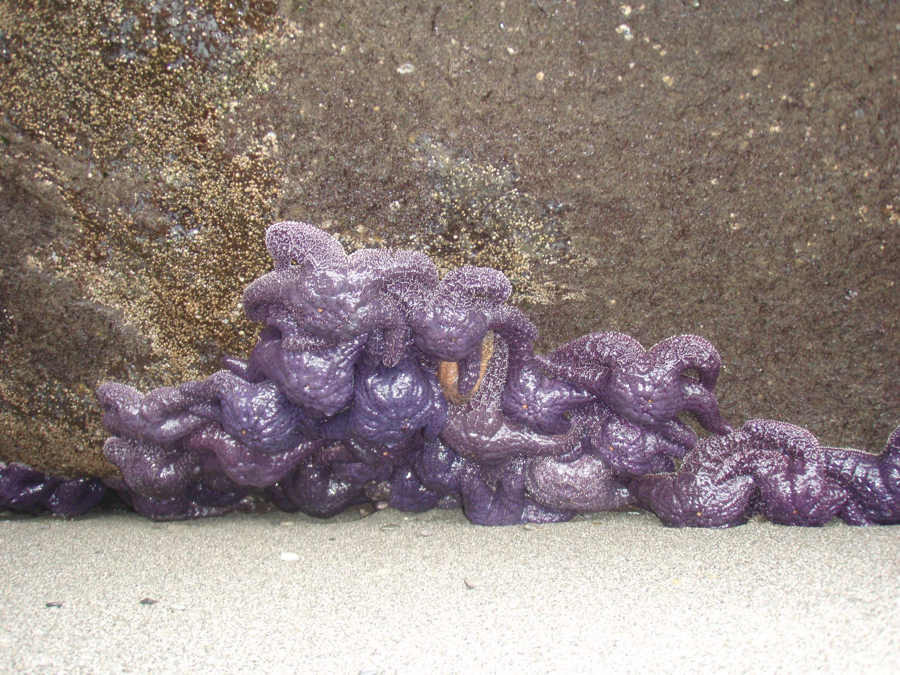 Image of ochre sea star