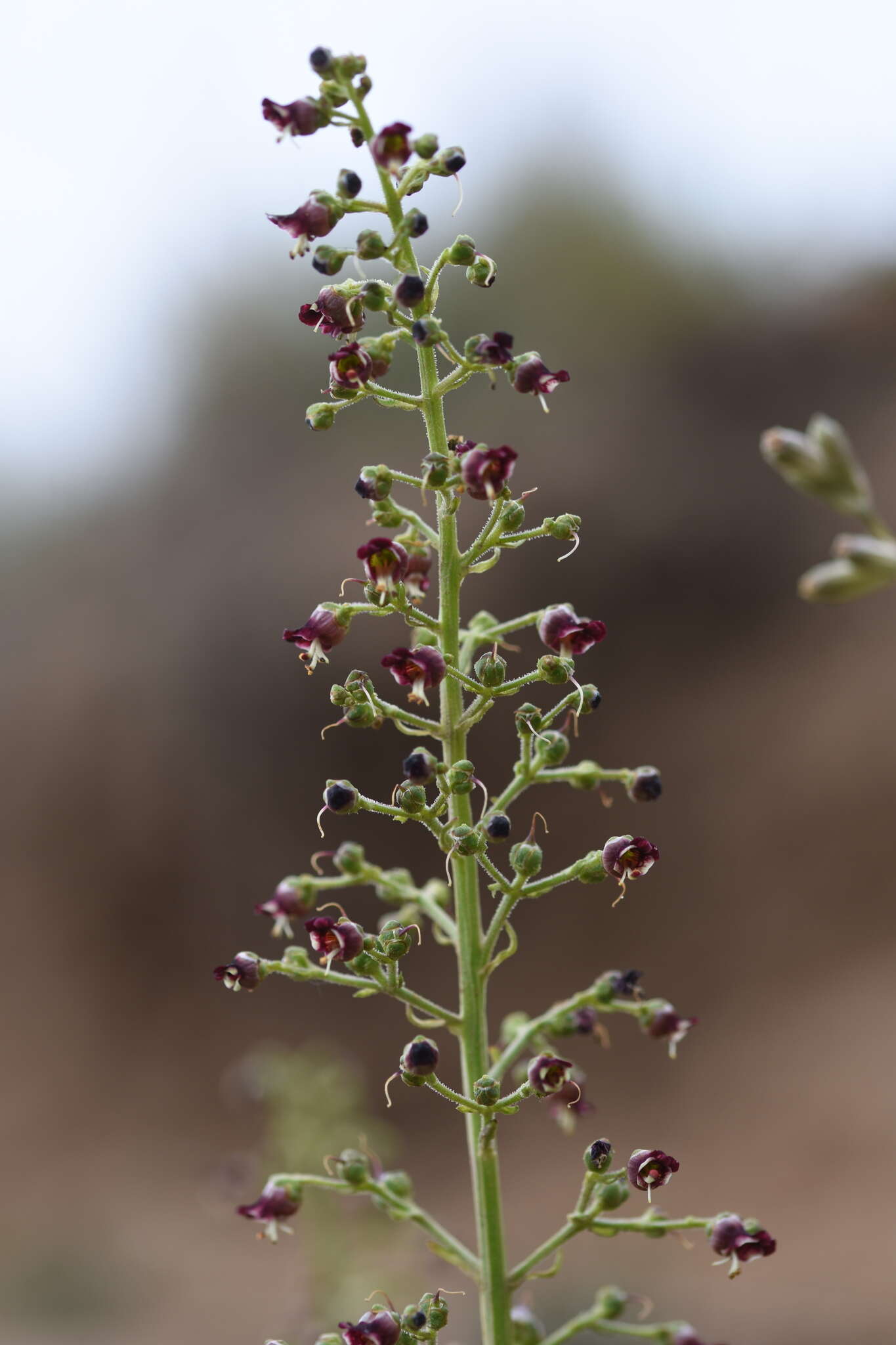 Image de Scrophularia kiriloviana Schischk.