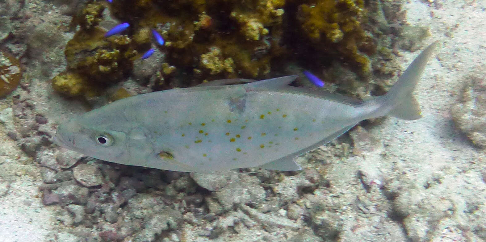 Image of Orange spotted trevally