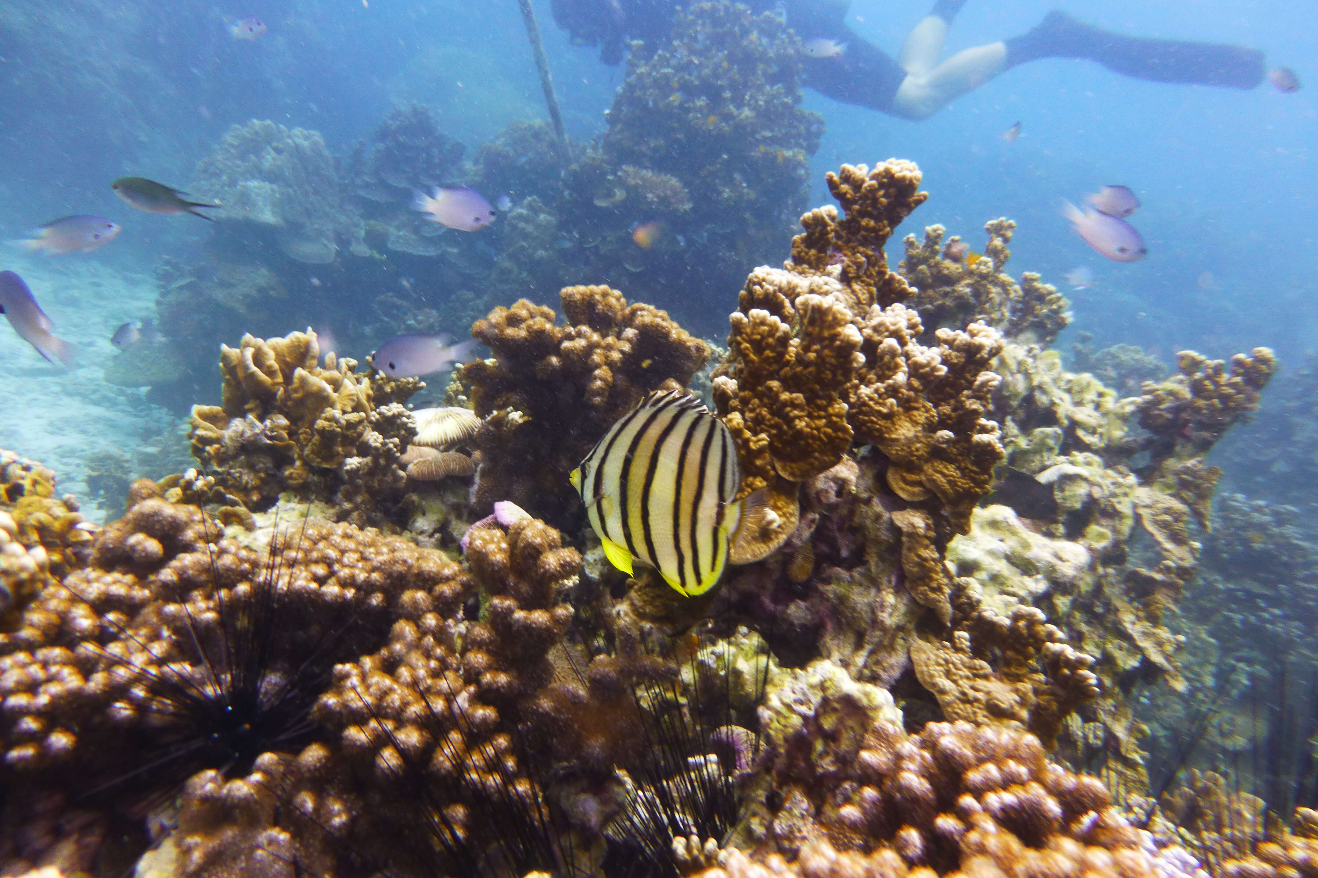 Image of Eight Banded Butterflyfish