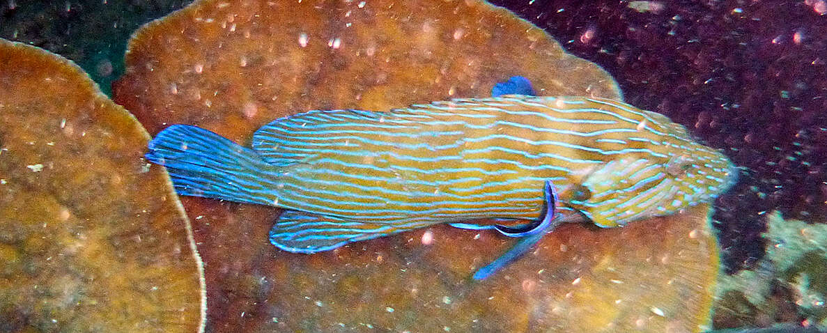 Image of Blue-lined Rock Cod