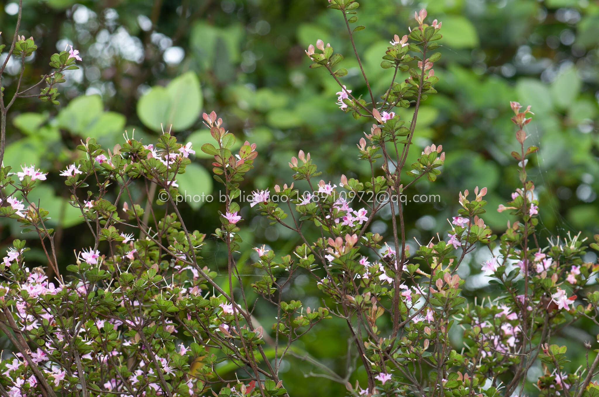 Слика од Rhododendron tsoi Merr.