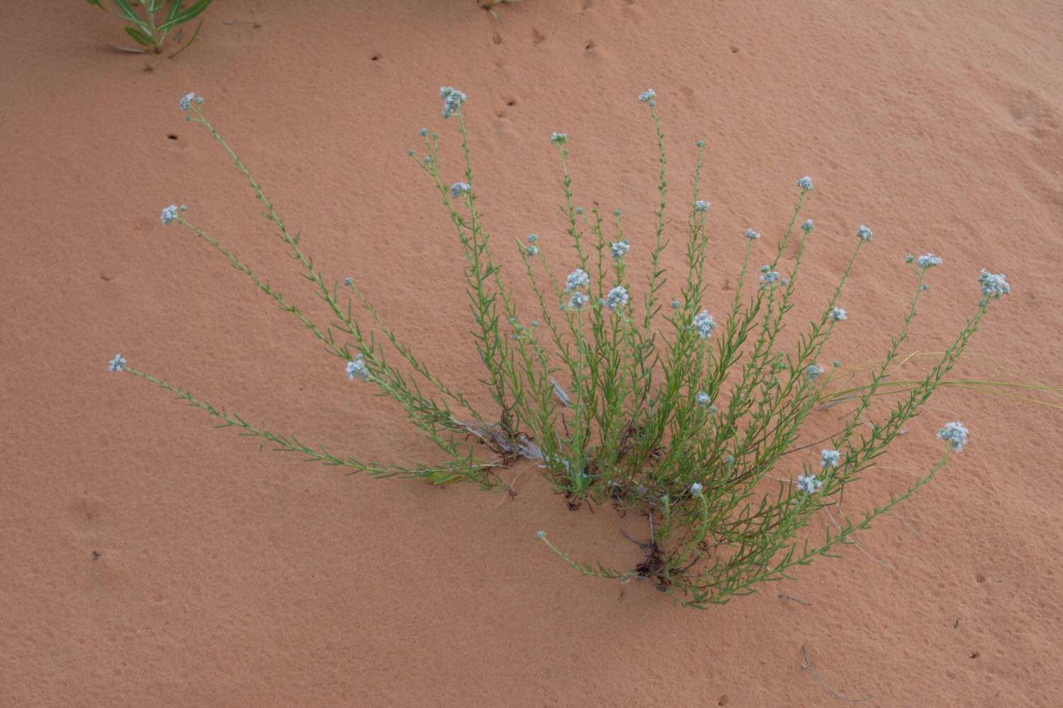 Plancia ëd Ipomopsis congesta subsp. frutescens (Rydb.) A. G. Day