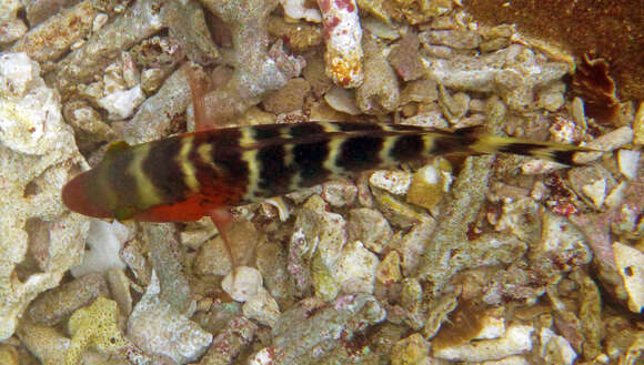 Cheilinus fasciatus (Bloch 1791) resmi