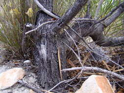 Image de Protea repens (L.) L.