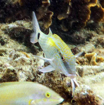 Image of dash-and-dot goatfish