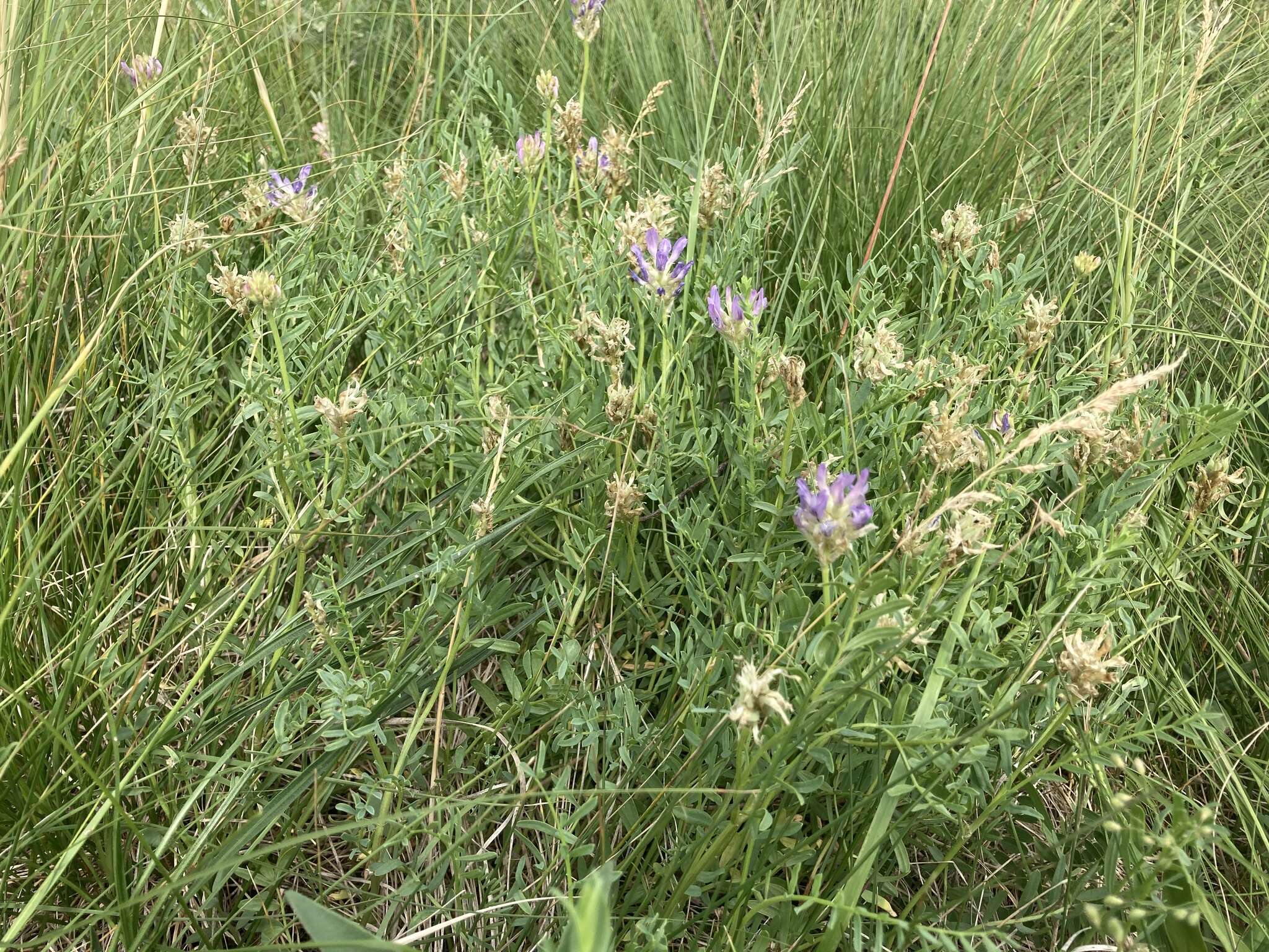 Image of prairie milkvetch