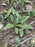 Image of fewleaf sunflower