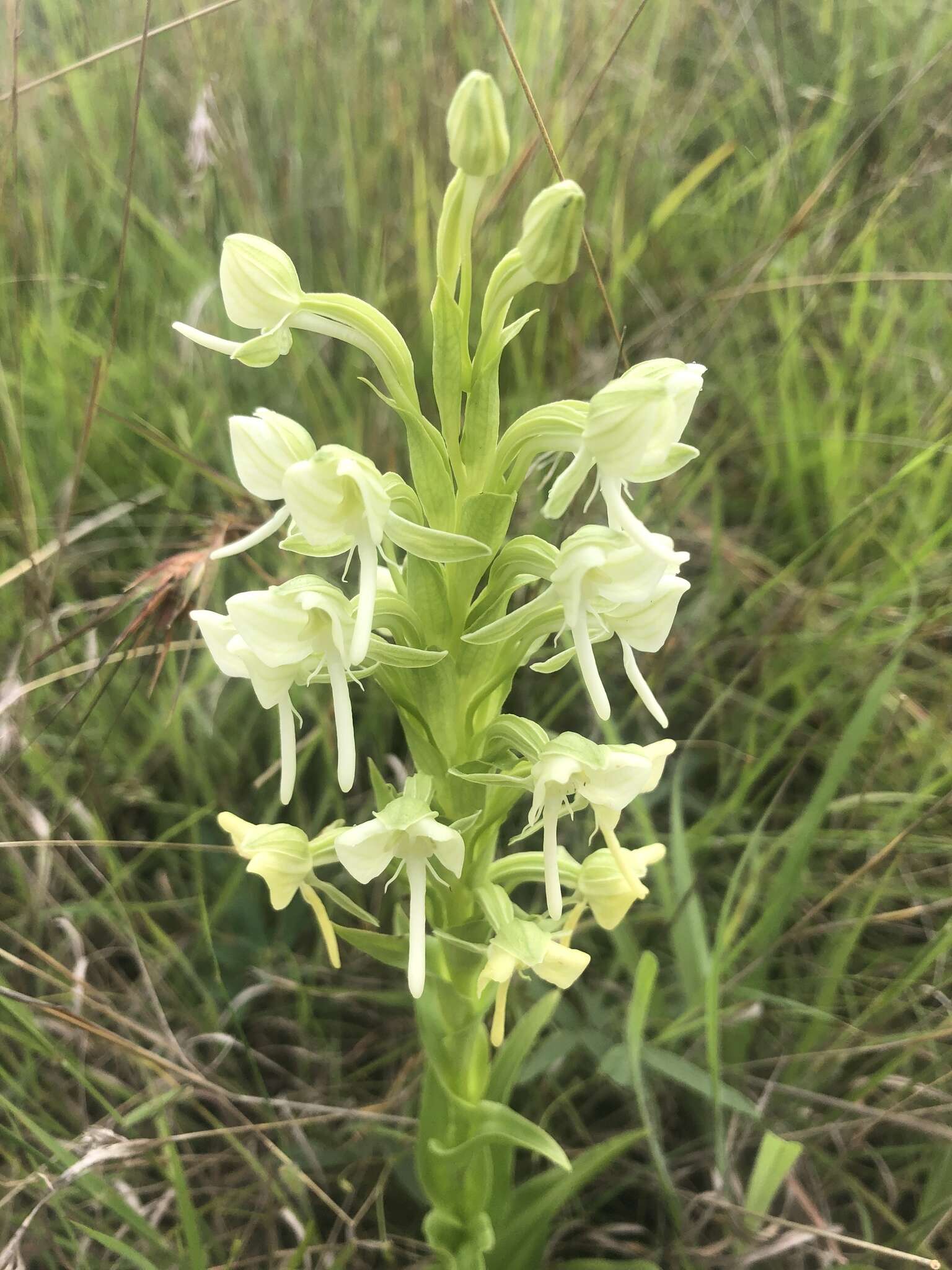 Image of Habenaria epipactidea Rchb. fil.