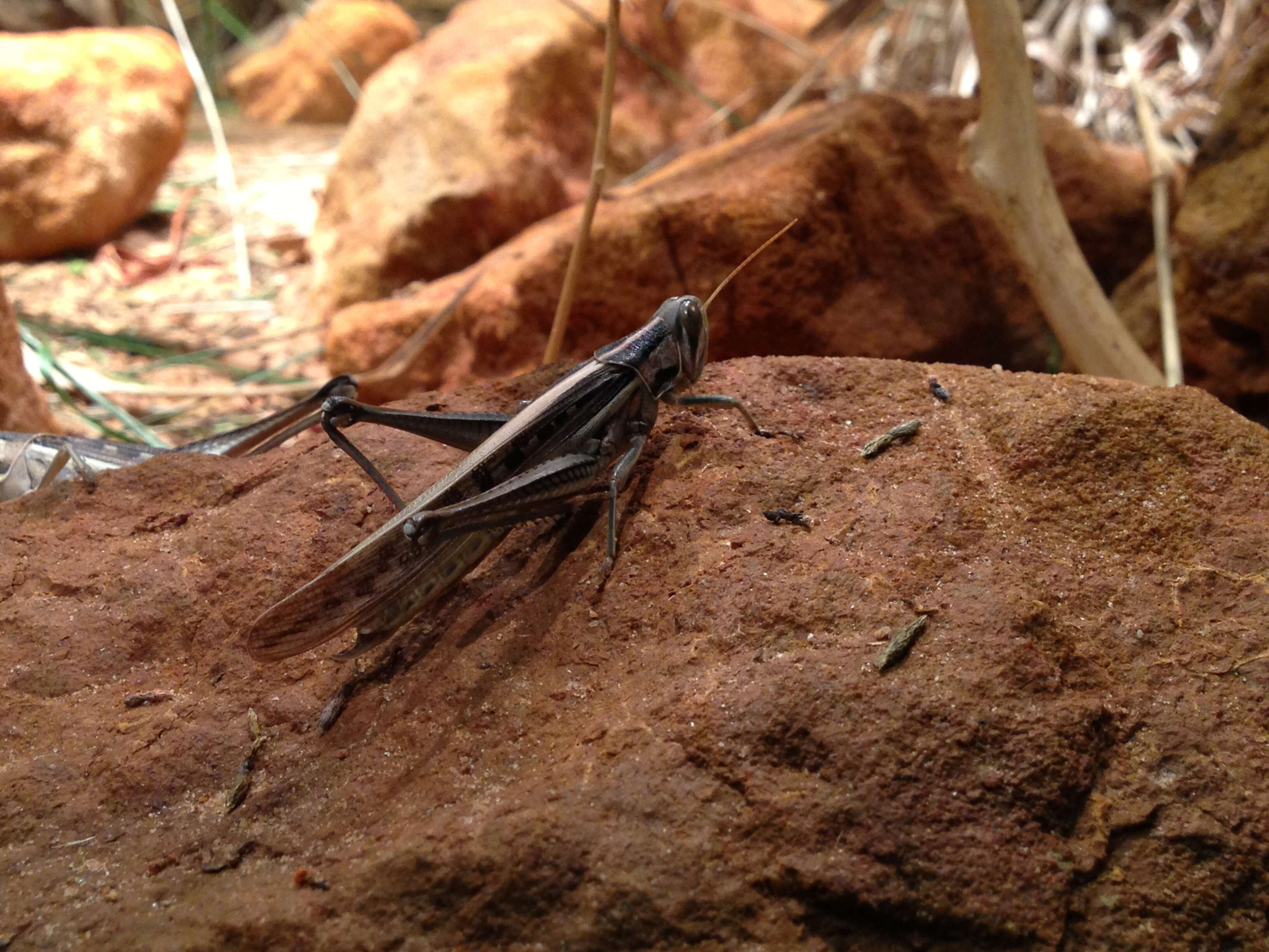 Image of Spur-throated locust