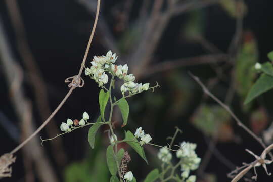 Antigonon flavescens S. Wats. resmi