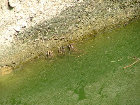 Image of Eurasian Marsh Frog