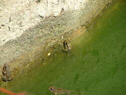 Image of Eurasian Marsh Frog