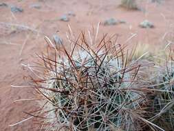 Plancia ëd Sclerocactus parviflorus Clover & Jotter