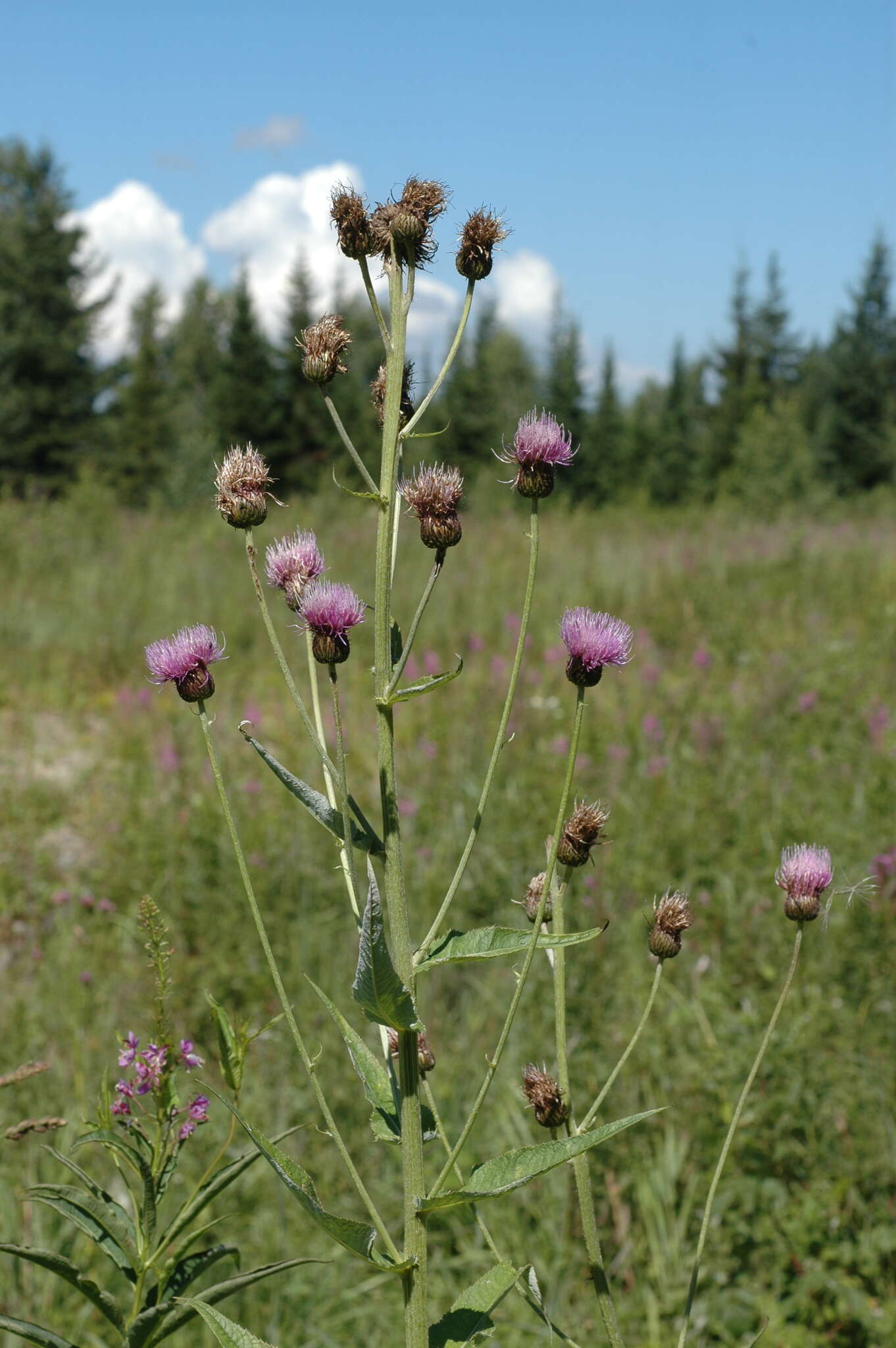 Слика од Cirsium helenioides (L.) Hill