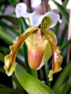 Image de Paphiopedilum exul (Ridl.) Rolfe