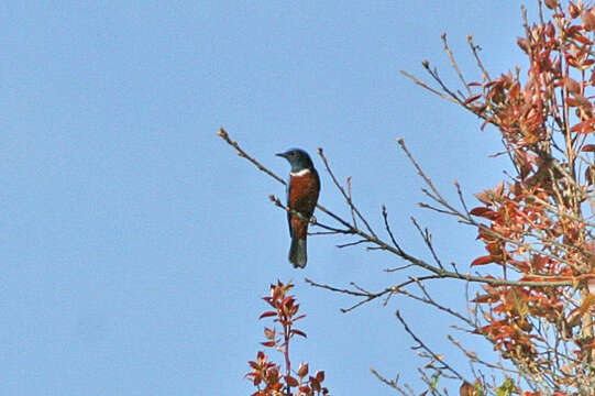 Image of Chestnut-bellied Rock Thrush