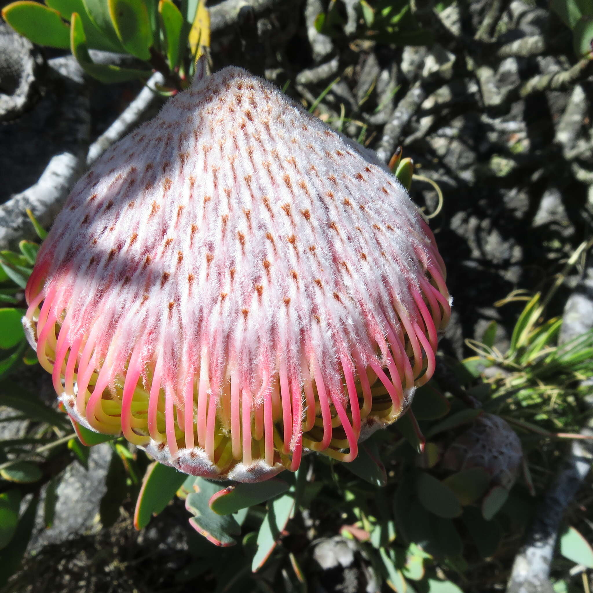 Image of Protea rupicola Mund ex Meissn.