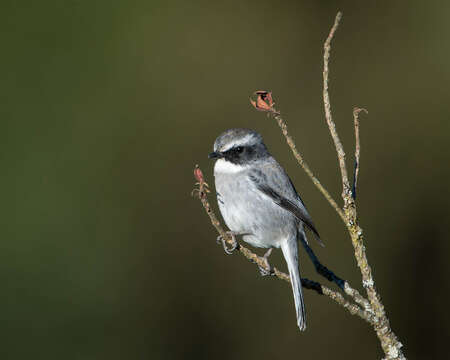 Image of Grey Bush Chat